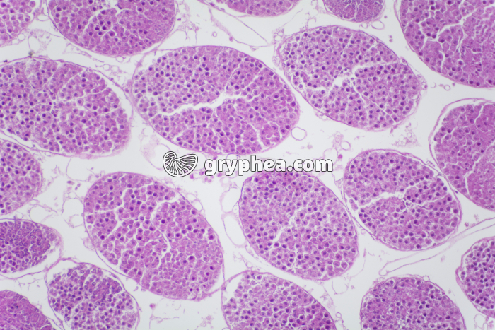 Testicule de Criquet HE x40 - gryphea.com